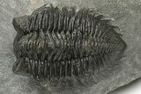 Coltraneia Trilobite Fossil - Huge Faceted Eyes #225334-2